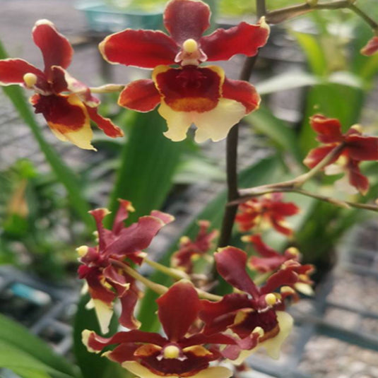 Oncidium Orchid Plant Sharry Baby 'Chocolate' Seedling