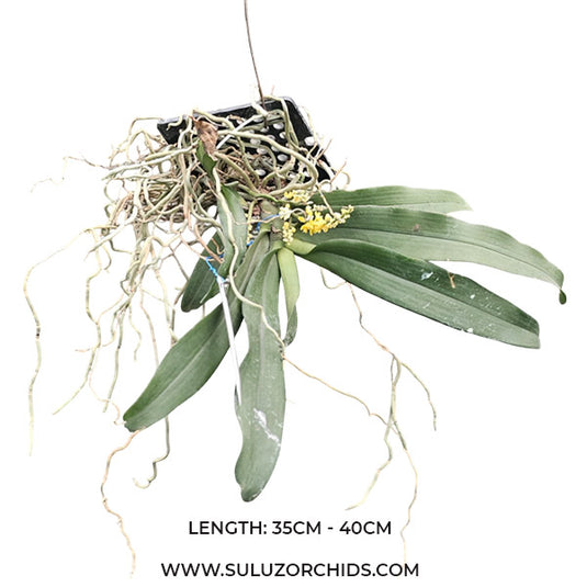 Oncidium Exotic Orchid Pomatocalpa Spicata (POMA SPICAT)