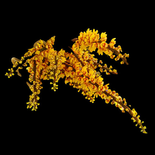 Oncidium Exotic Orchid Pomatocalpa Spicata (POMA SPICAT)