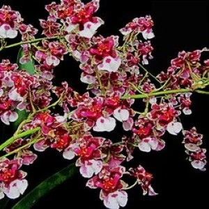 Oncidium Orchid Plant Fragrance Pra Lak Seedling