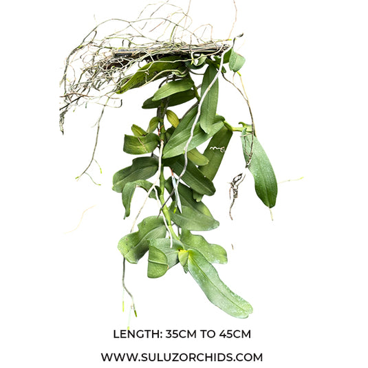 Oncidium Exotic Orchid Robiquetia Spatulata ( RB SPATULA )