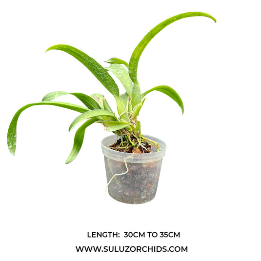 Oncidium Exotic Orchid Rodridenia Woonleng Red Gem