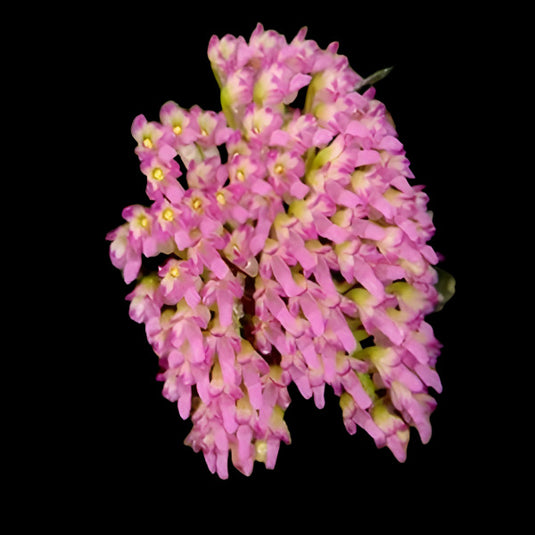 Oncidium Exotic Orchid Schoenorchis Fragrans ( SC FRAGRAN )