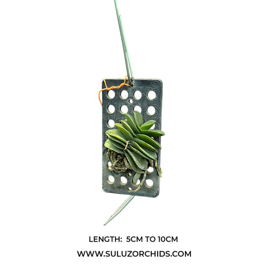 Oncidium Rare - Exotic Orchid Schoenorchis Fragrans