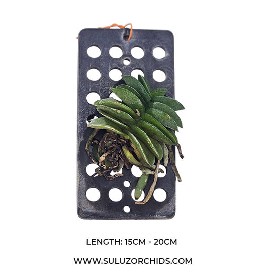 Oncidium Exotic Orchid Schoenorchis Fragrans ( SC FRAGRAN )