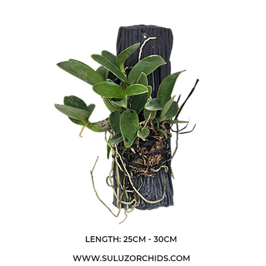 Oncidium Exotic Orchid Schomburkia Albopurpurea ( SKAB PURPUR )