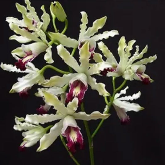 Oncidium Exotic Orchid Schomburkia Albopurpurea ( SKAB PURPUR )