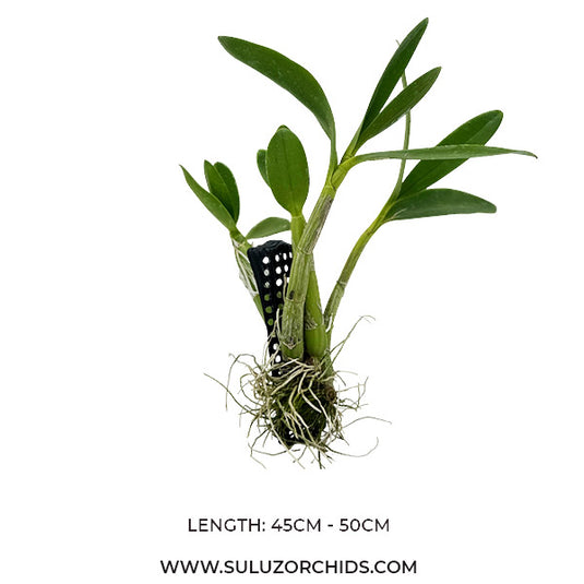 Oncidium Exotic Orchid Schomburkia Tibicinis (SK TIBICIN)