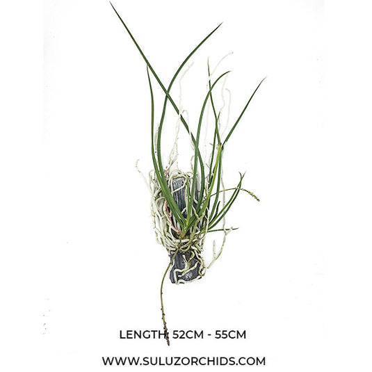 Oncidium Exotic Orchid Seidenfadenia Mitrata ( SD MITRA )