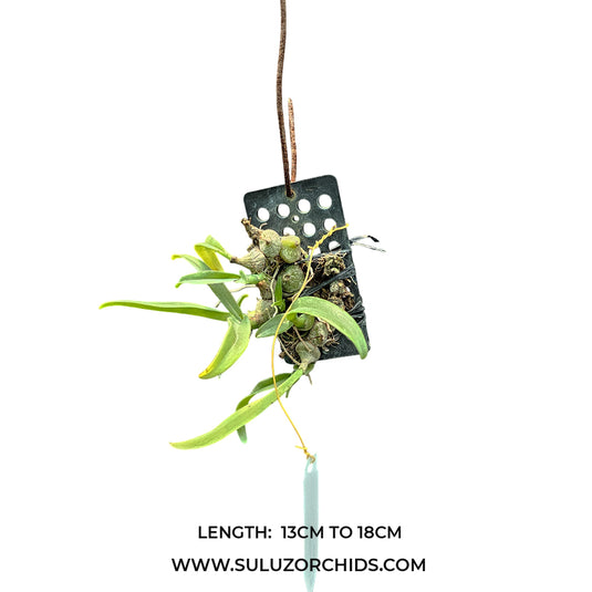 Oncidium Exotic Orchid Thelasis pygmaca JJ ( THELA PYGMA )