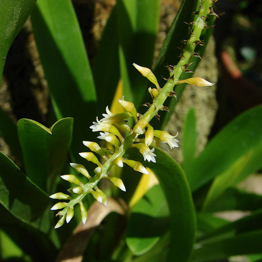 Oncidium Exotic Orchid Thelasis pygmaca JJ ( THELA PYGMA )