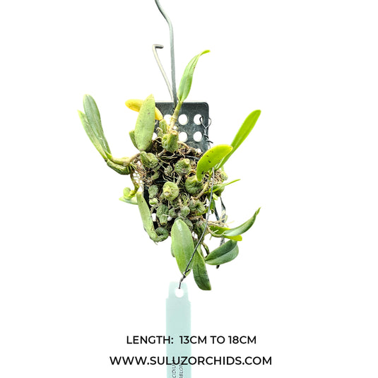 Oncidium Exotic Orchid Trias Oblonga (TS OBLONG )