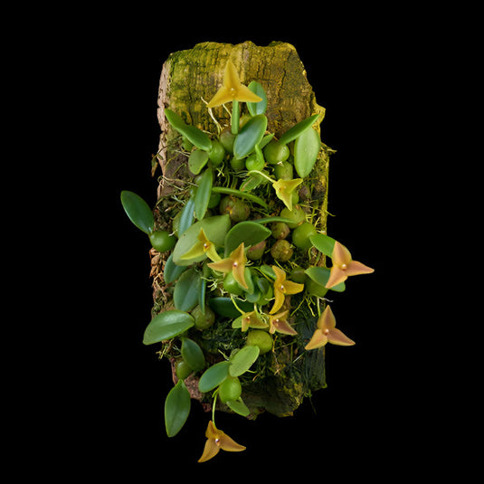 Oncidium Exotic Orchid Trias Oblonga (TS OBLONG )