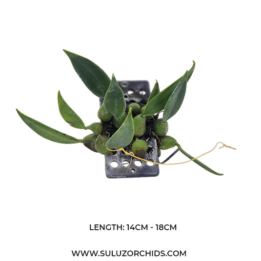 Oncidium Exotic Orchid Trias Picta ( TS PICTA )