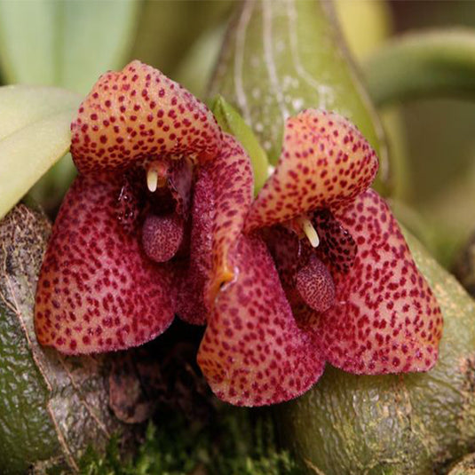 Oncidium Exotic Orchid Trias Picta ( TS PICTA )