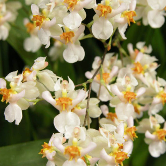 Oncidium Orchid Plant Tsiku Marguerite Seedling