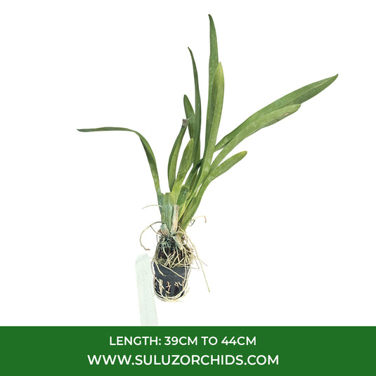 Oncidium Orchid Plant Zeloncidesa Eeshta Venger Seedling