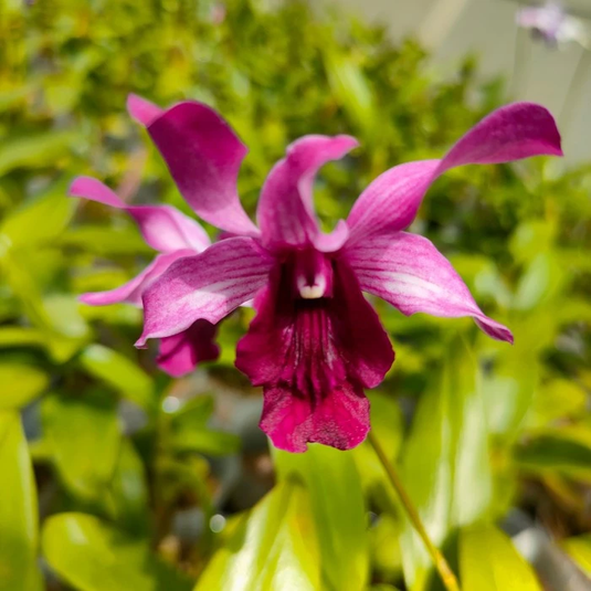Dendrobium Orchid Plant Indonesia Raya Red - Seedling