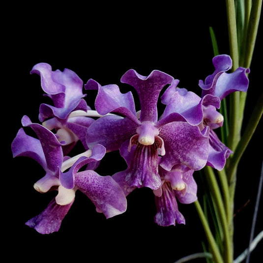 Terete Vanda Orchid violet flower Papilionanda Chaopraya Violet