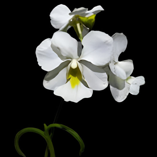 Papilionanthe Teres Var Alba Olympic Rin (OLIMPIC RIN) Rare Exotic Orchid