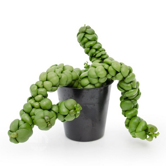 Hoya Plant Dischida Dragon Jade - Pepper Hoya - Giffy Potted