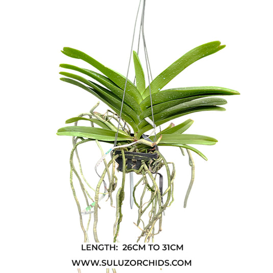 Vanda Orchid Perreiraara Bangkok Star (no.3) Mature