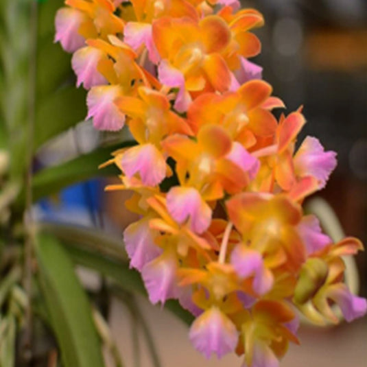 Vanda Orchid Perreiraara Bangkok Star (no.3) Mature