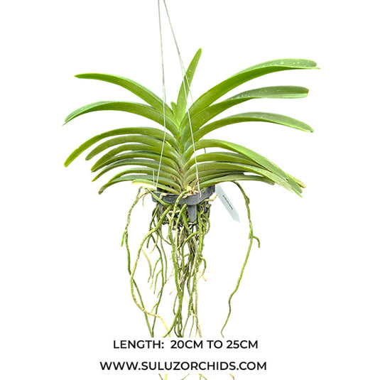 Vanda Orchid Perreiraara Rapeepath (no.2) Mature