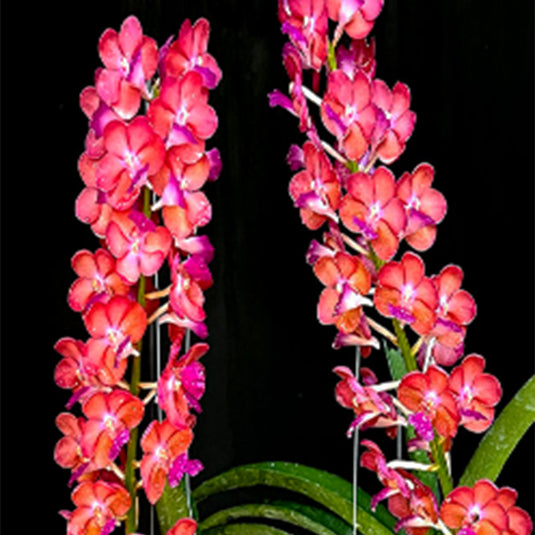 Vanda Orchid Perreiraara Rapeepath (no.2) Mature