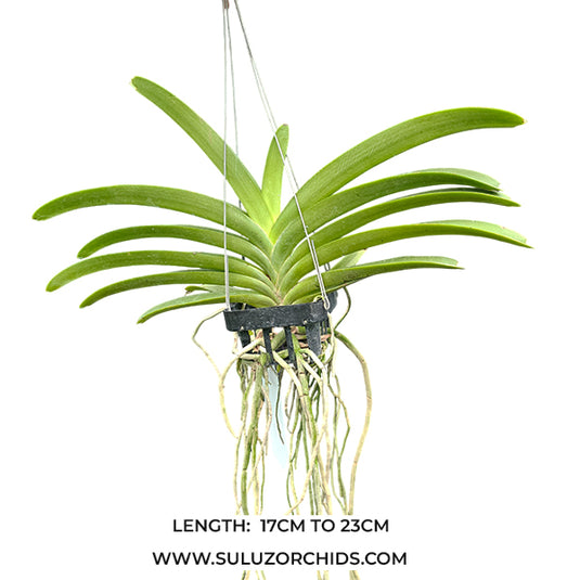 Vanda Orchid Perreiraara Rapeepath Pink (no.1) Mature