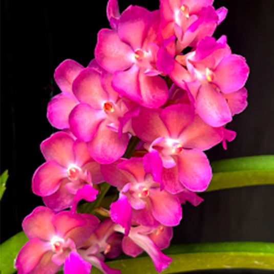 Vanda Orchid Perreiraara Rapeepath Pink (no.1) Mature