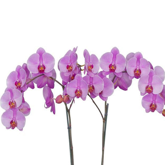 Phalaenopsis Orchid Calmstorm pink flower