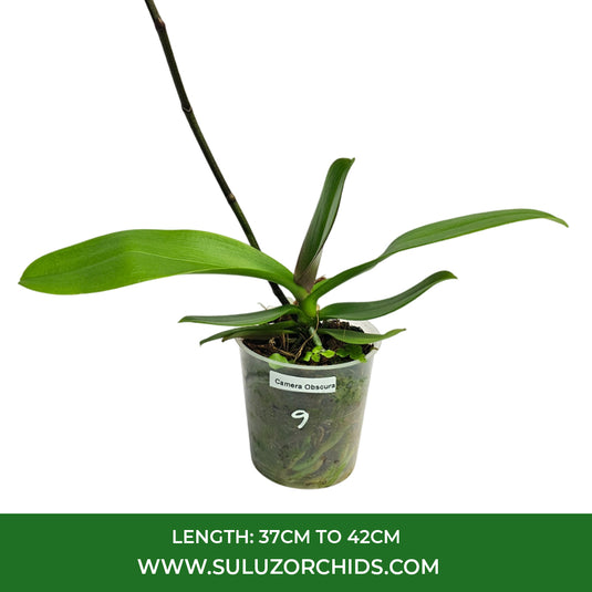 Phalaenopsis Orchid Camera Obscura purple mature plant