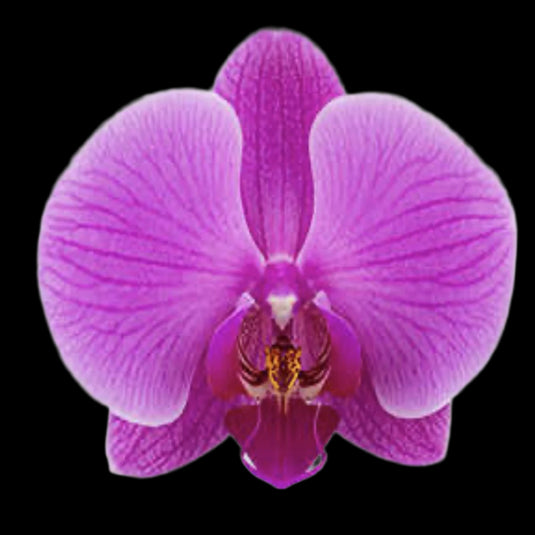 Phalaenopsis Orchid Plant - Day Break Medium Stage