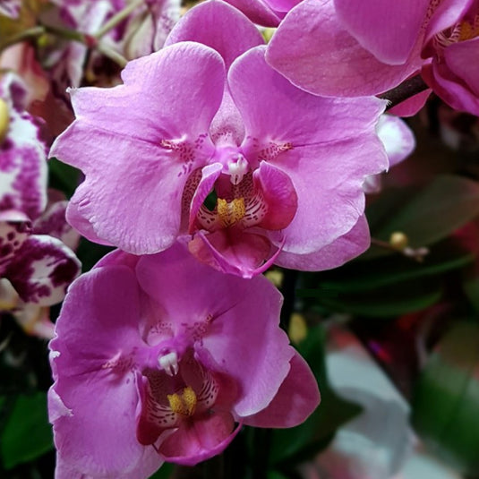 Pink Phalaenopsis orchid plant with graceful, long-lasting blooms