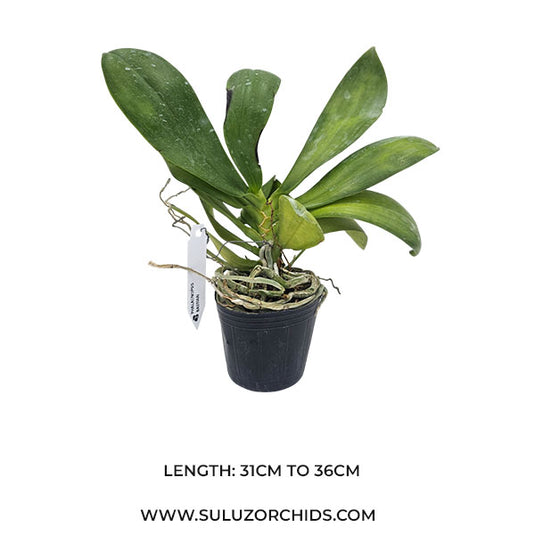 Phalaenopsis Bastianii (BASTIAN) Rare Exotic Orchid