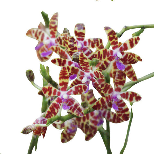 Phalaenopsis Bastianii (BASTIAN) Rare Exotic Orchid