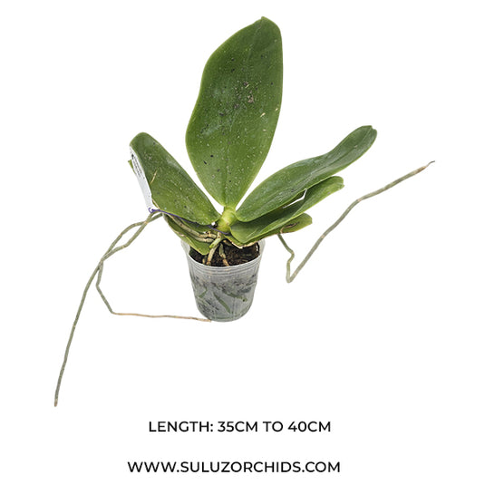 Phalaenopsis Bellina Rare Exotic Orchid