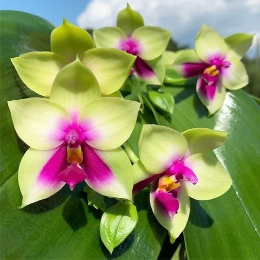 Phalaenopsis Bellina Rare Exotic Orchid