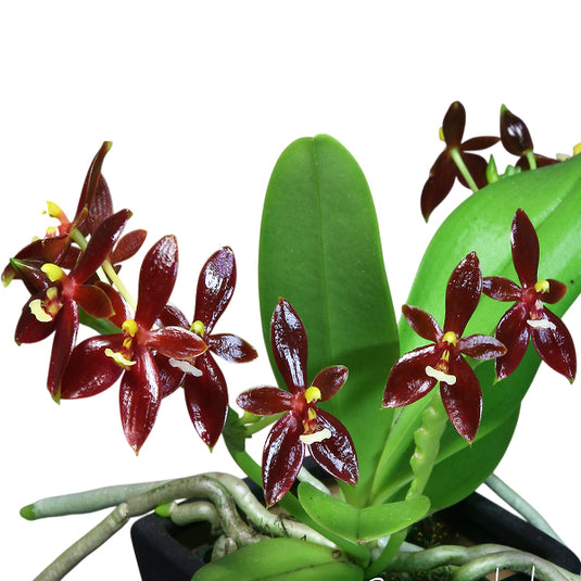 Phalaenopsis Cornu Cervi Var Chattaladae Rare Exotic Orchid