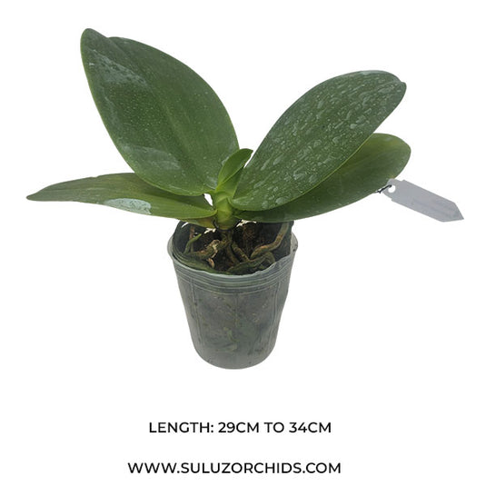 Phalaenopsis Gigantea '3.5 Super' x Violacea Rare Exotic Orchid