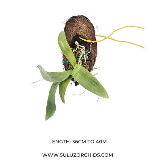 Phalaenopsis Manii ( MANNY ) Rare Exotic Orchid