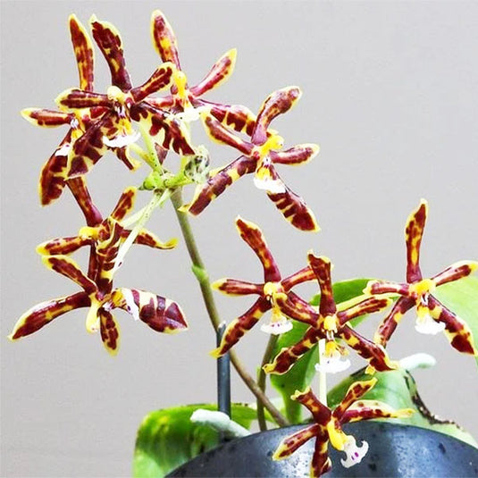 Phalaenopsis Manii ( MANNY ) Rare Exotic Orchid