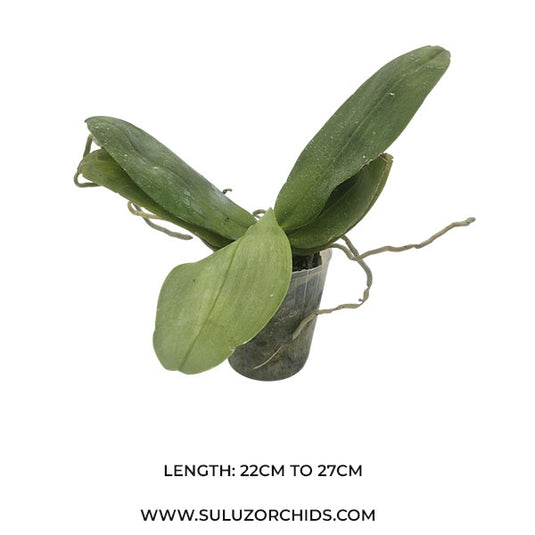 Phalaenopsis Minus x Indigo Blue Rare Exotic Orchid