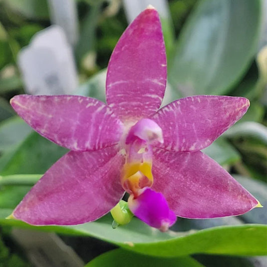 Phalaenopsis Minus x Indigo Blue Rare Exotic Orchid