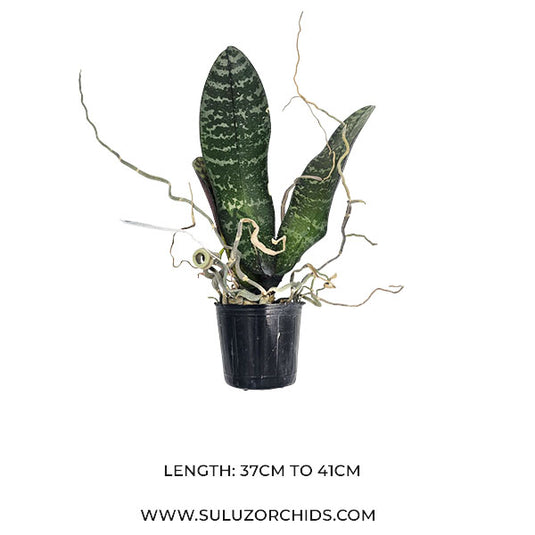 Phalaenopsis Philippenensis x Schilleriana Rare Exotic Orchid