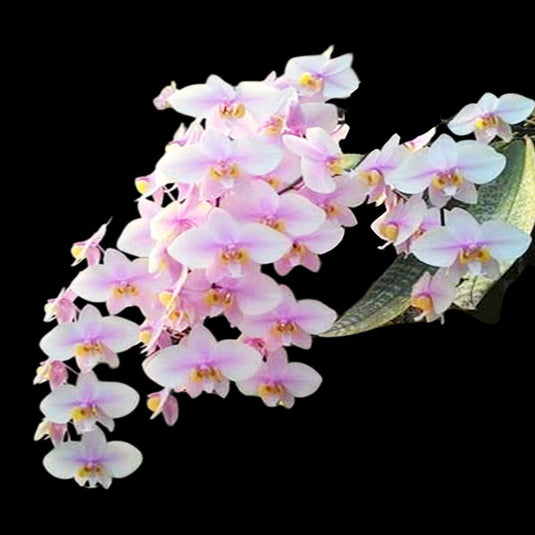 Phalaenopsis Philippenensis x Schilleriana Rare Exotic Orchid