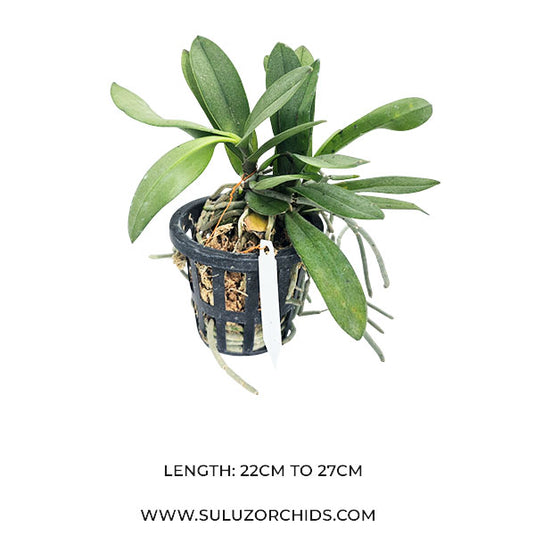 Phalaenopsis Pulcherrima Var Champorensis ( PC CHAMPON ) Rare Exotic Orchid