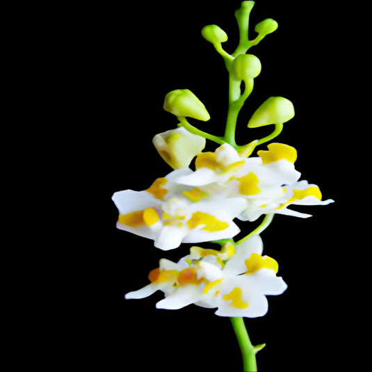 Phalaenopsis Pulcherrima Var Champorensis ( PC CHAMPON ) Rare Exotic Orchid