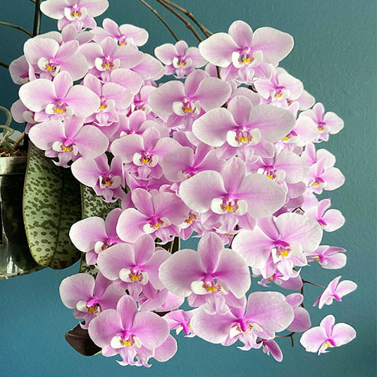 Phalaenopsis Schilleriana ( SCHILLER ) Rare Exotic Orchid